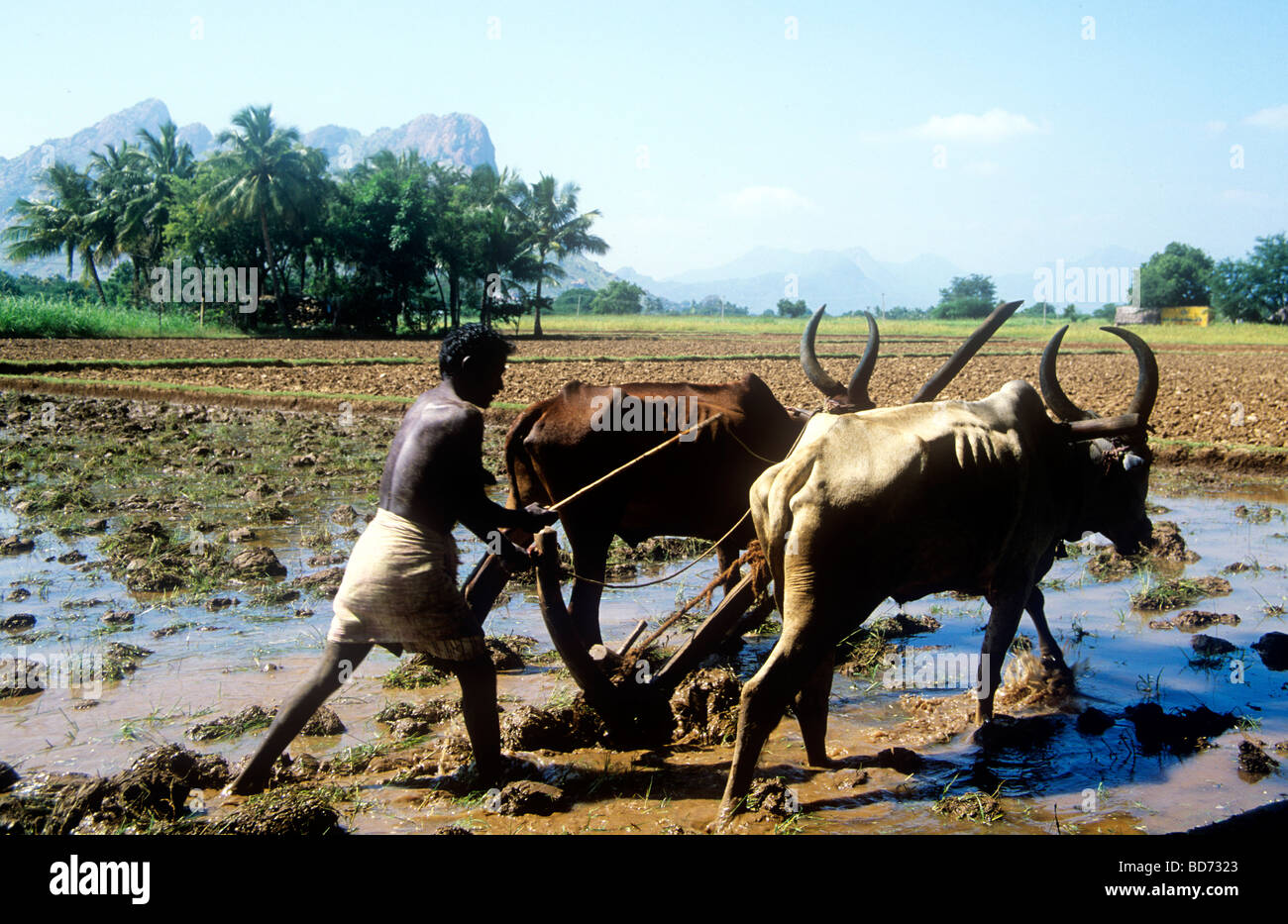 Agriculteur laboure un champ de riz à l'aide de boeuf traditionnel charrue tirée dans l'Etat du Tamil Nadu, Inde Banque D'Images