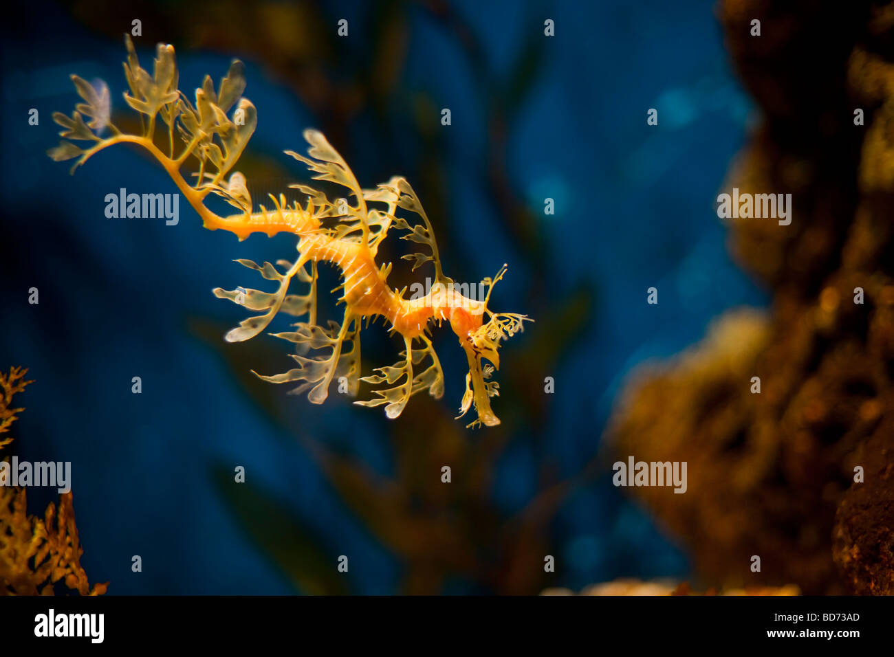Dragon de mer feuillu (Phycodorus eques), l'Aquarium de Barcelone, Catalogne, Espagne, Europe Banque D'Images