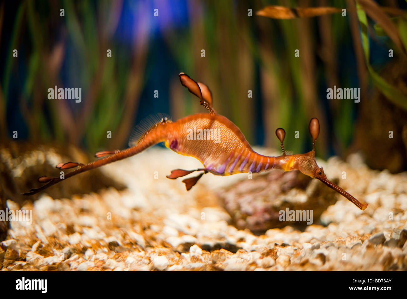 Les mauvaises herbes (sea dragon : Phyllopteryx taeniolatus), l'Aquarium de Barcelone, Catalogne, Espagne, Europe Banque D'Images