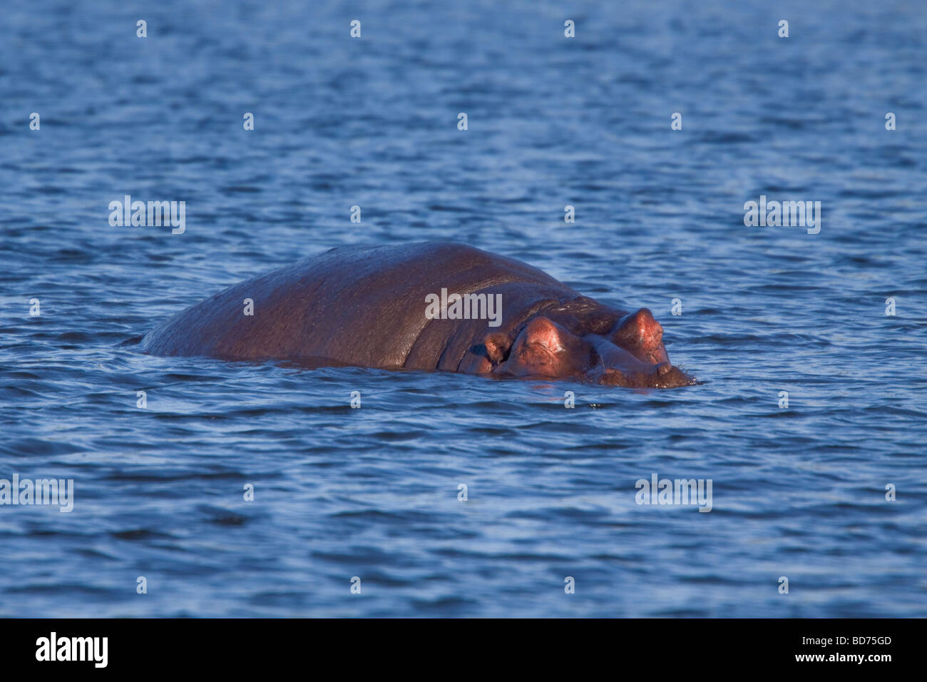 Hippopotame (Hippopotamus amphibius). Tala Game Reserve, Kwazulu-Natal, Afrique du Sud. Banque D'Images