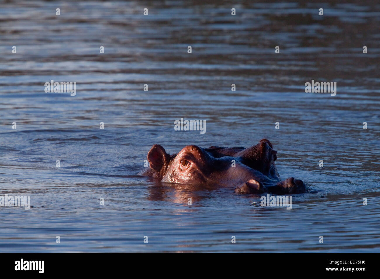 Hippopotame (Hippopotamus amphibius). Tala Game Reserve, Kwazulu-Natal, Afrique du Sud. Banque D'Images