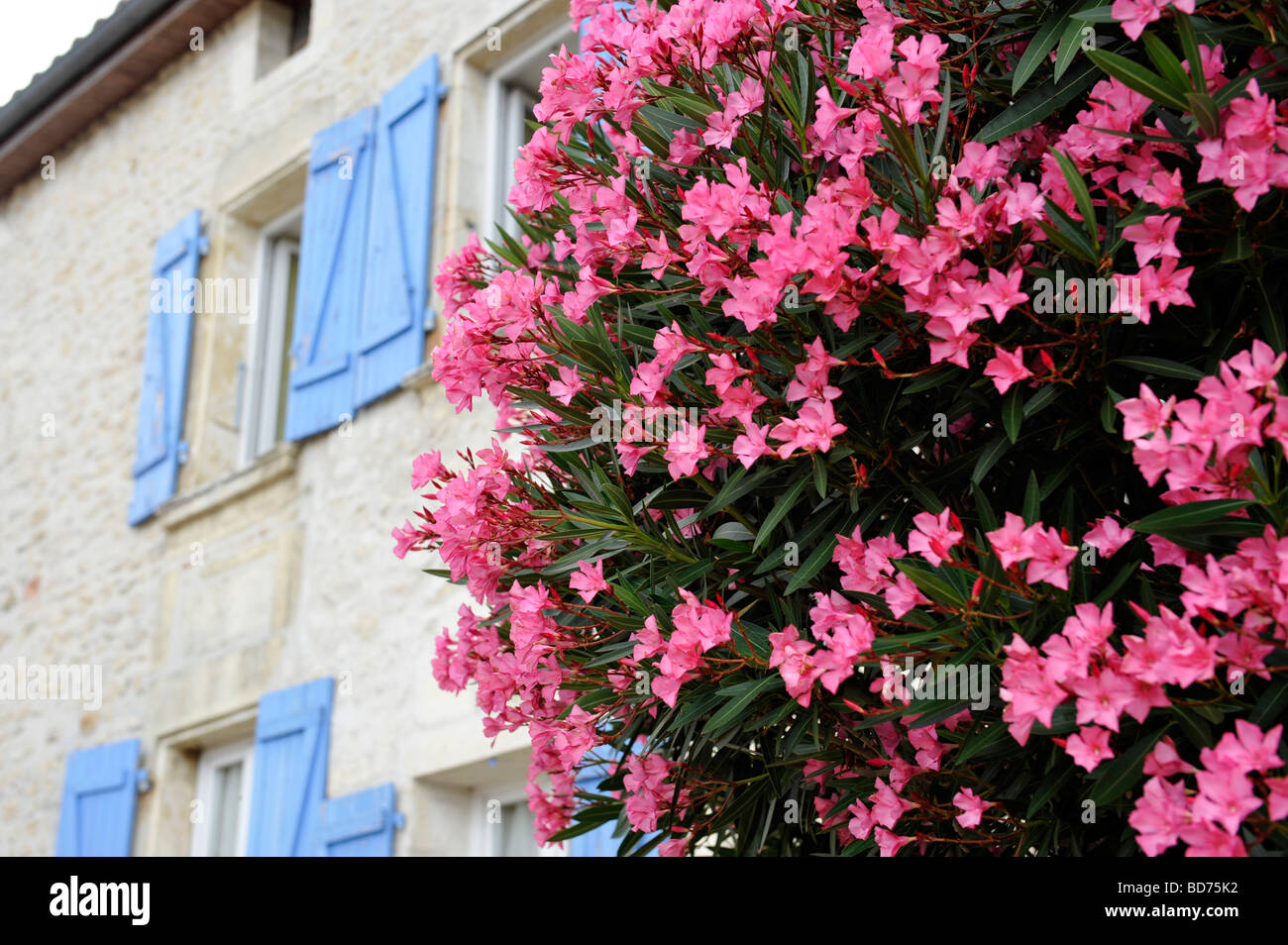 Bush rose aux volets bleus derrière French house Banque D'Images