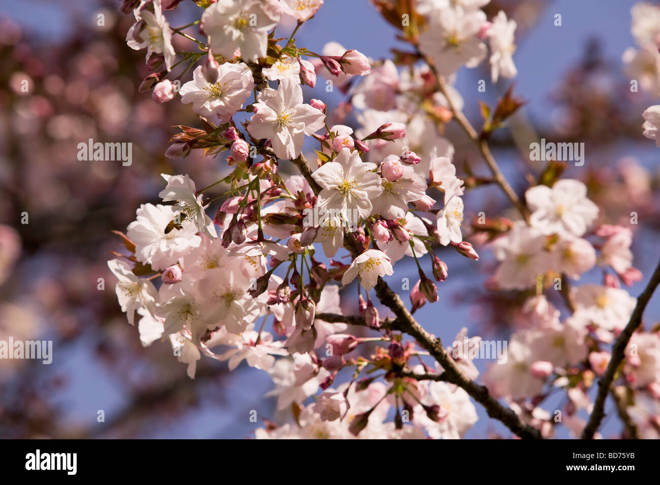 Festival de printemps les fleurs de cerisier, Sakura, Fleur Japonaise Banque D'Images