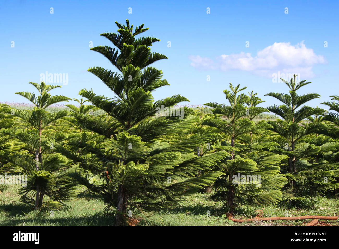 Plantation de pins sur l'île tropicale de l'Ile Maurice avec un beau fond bleu nuageux Banque D'Images
