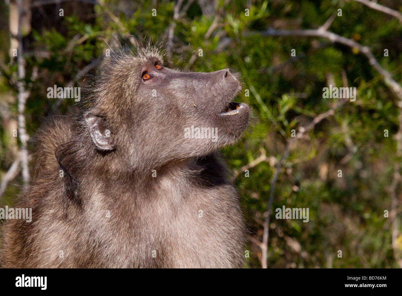 Babouin Chacma (Papio ursinus). Hluhluwe-Imfolozi Game Reserve, Kwazulu-Natal, Afrique du Sud. Banque D'Images