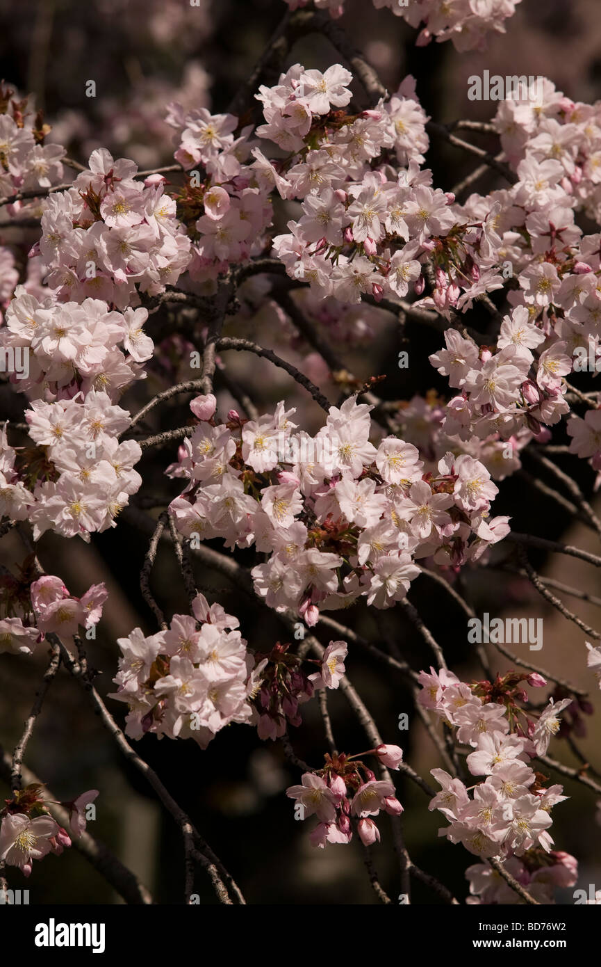 Festival de printemps les fleurs de cerisier, Sakura, Fleur Japonaise Banque D'Images