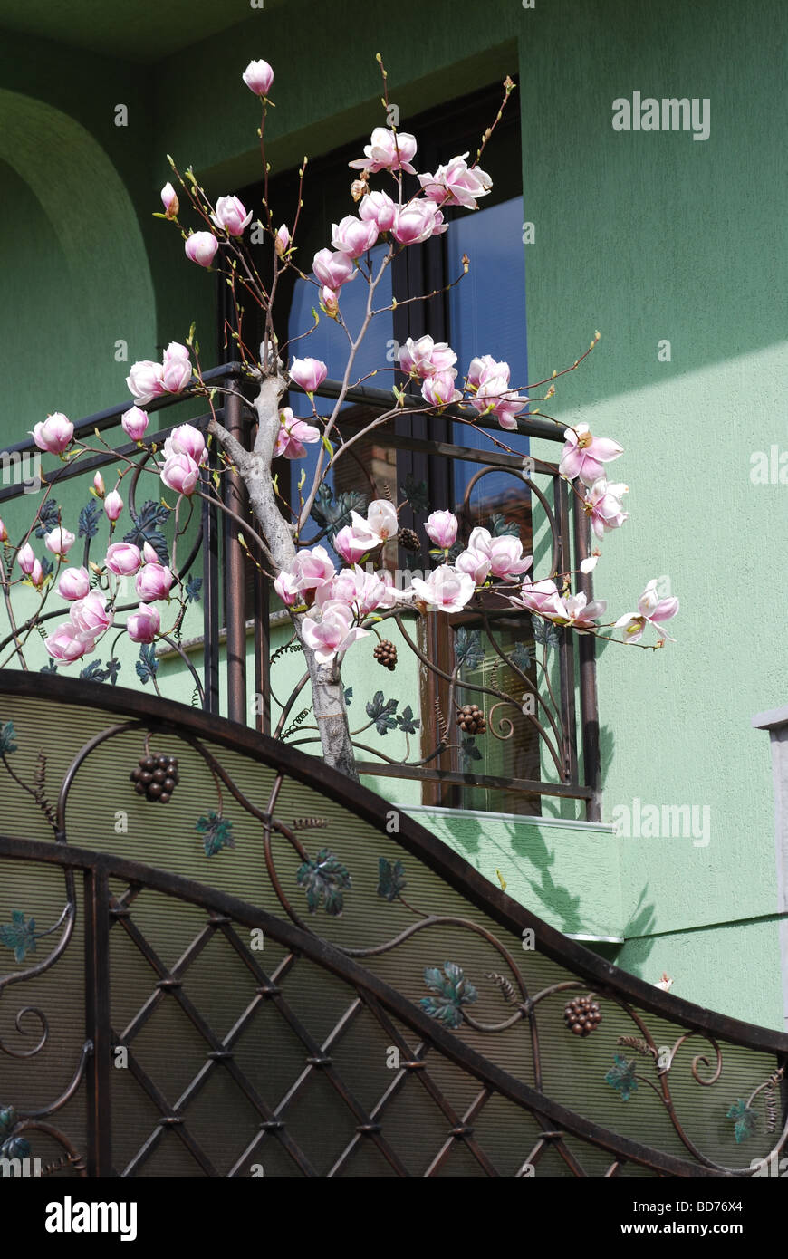 Maison d'habitation contemporaine à Karlovo, Bulgarie avec magnolia arbre en fleurs Banque D'Images