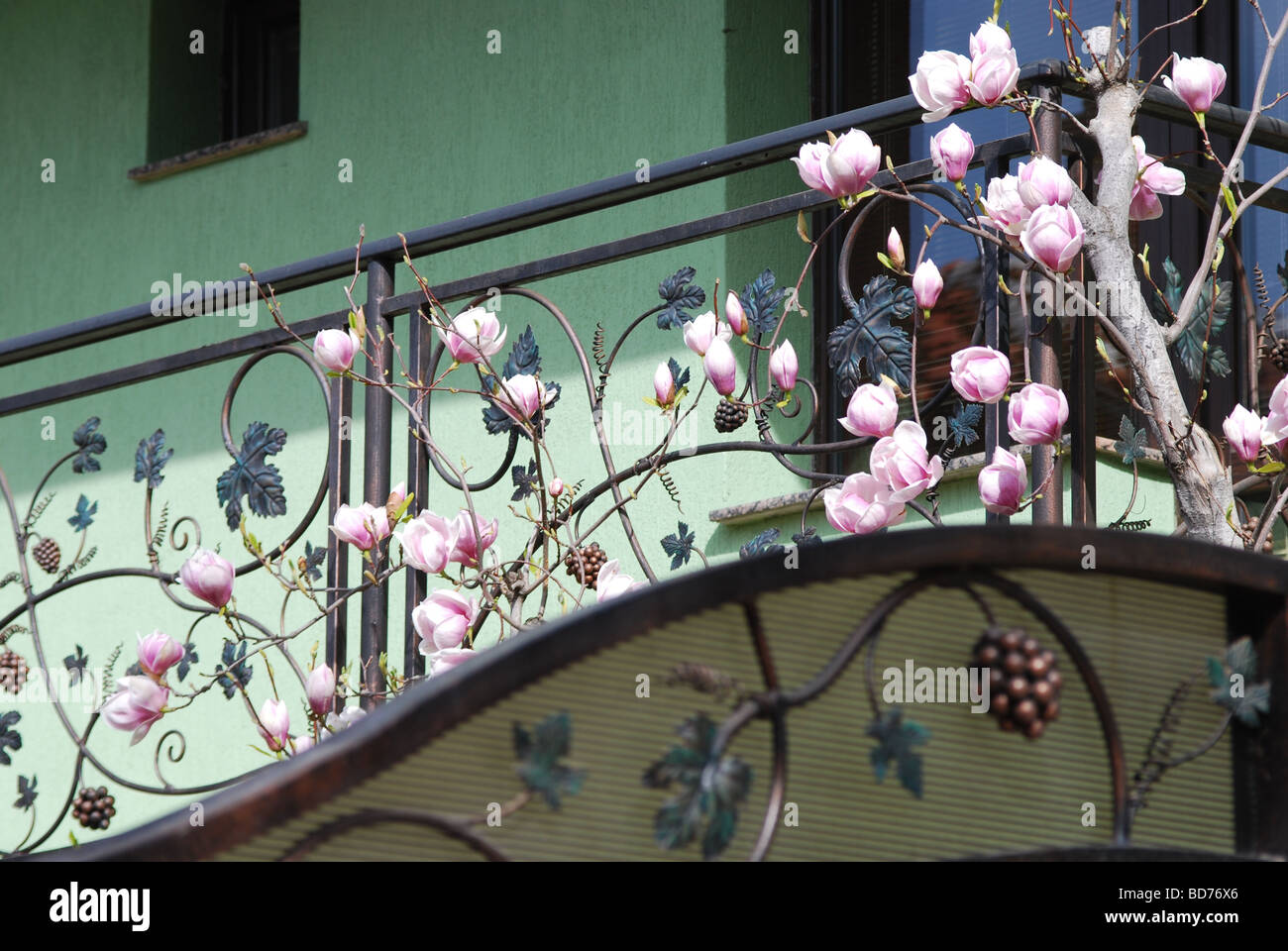 Maison d'habitation contemporaine à Karlovo, Bulgarie avec magnolia arbre en fleurs Banque D'Images