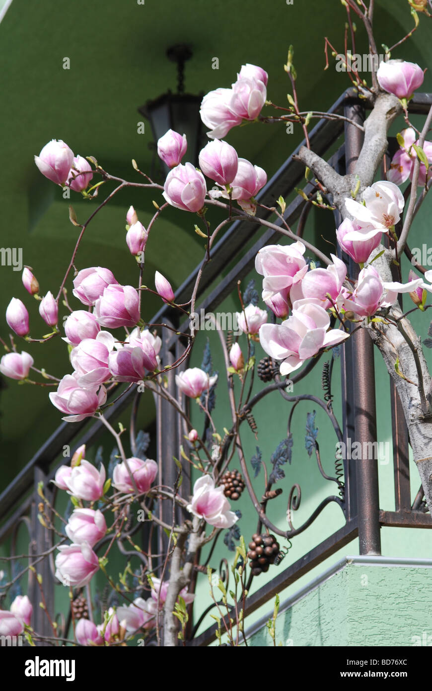Maison d'habitation contemporaine à Karlovo, Bulgarie avec magnolia arbre en fleurs Banque D'Images