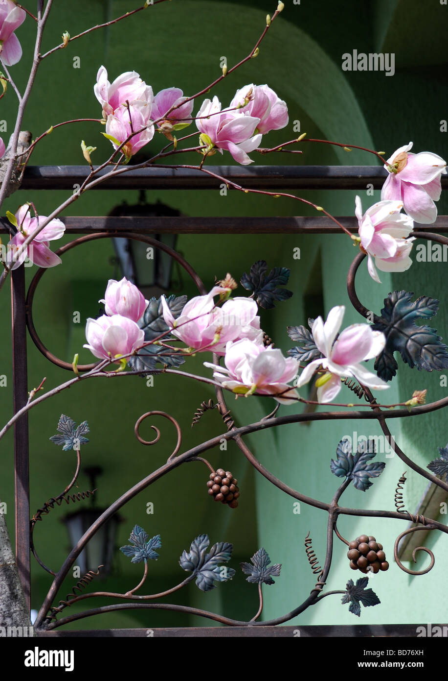 Maison d'habitation contemporaine à Karlovo, Bulgarie avec magnolia arbre en fleurs Banque D'Images