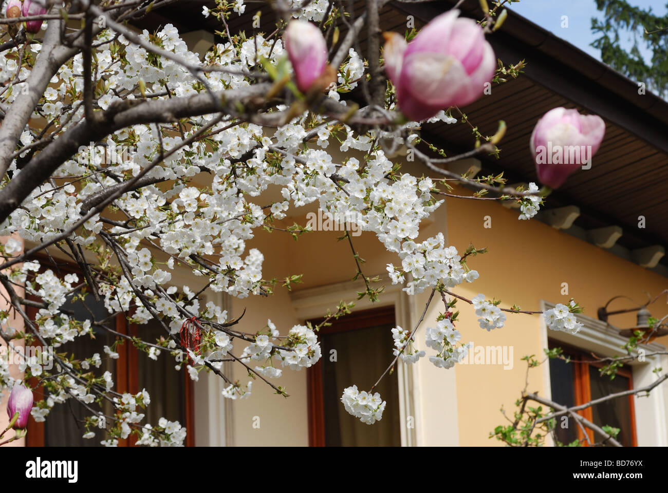 Maison d'habitation contemporaine à Karlovo, Bulgarie avec magnolia arbre en fleurs Banque D'Images