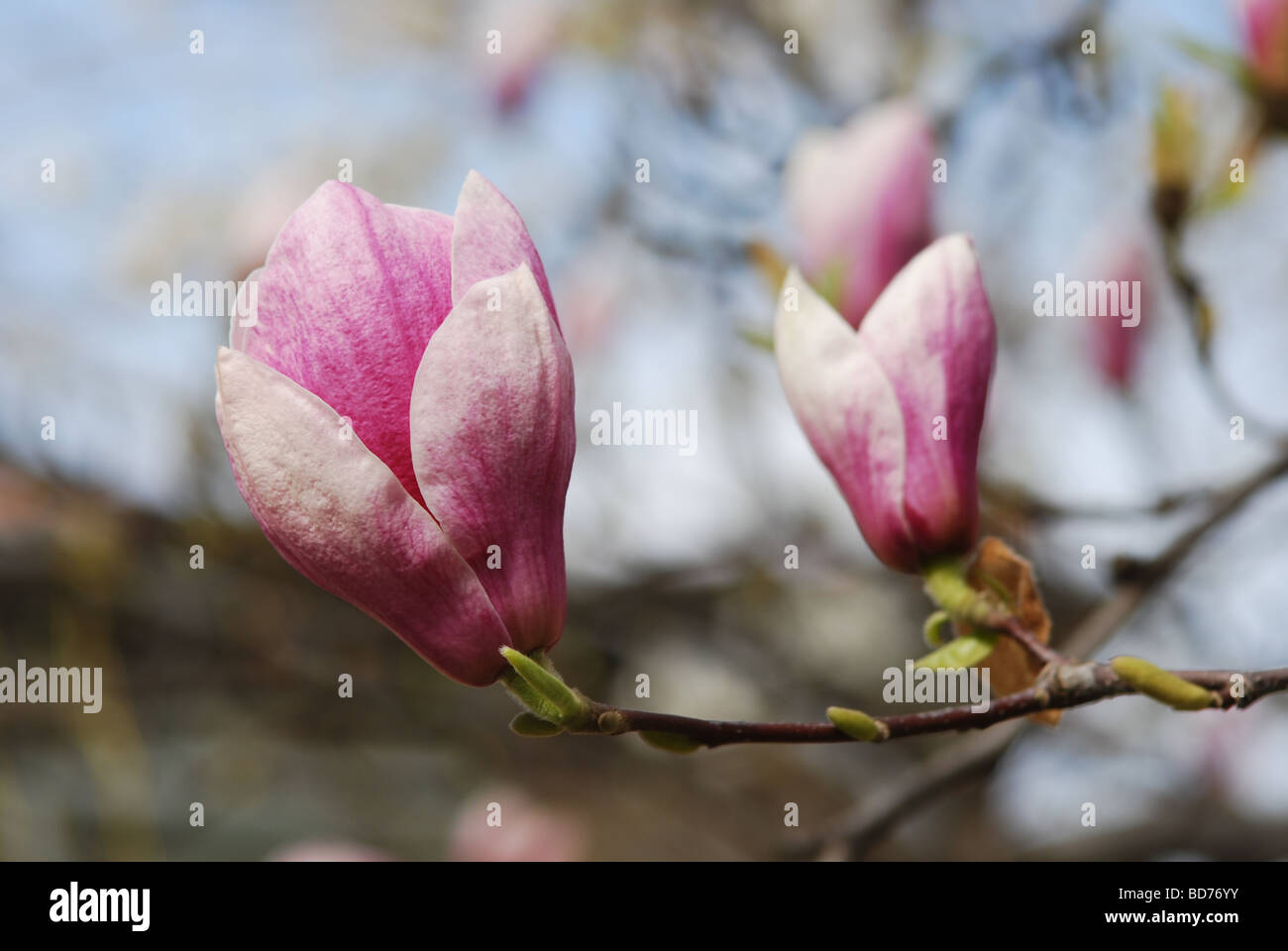 Magnolia buds close up Banque D'Images