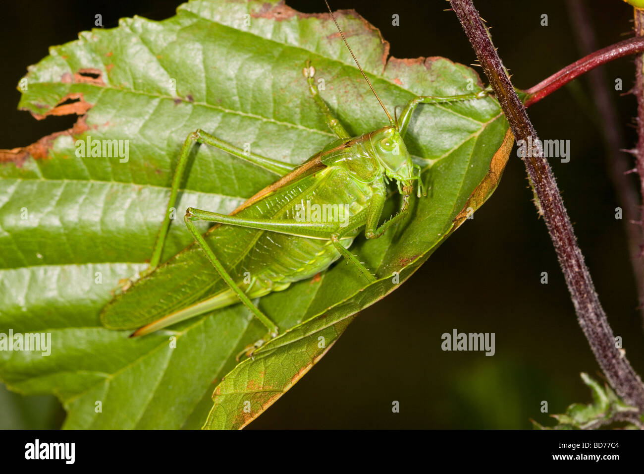 Tettigoniidae sur une feuille verte Banque D'Images
