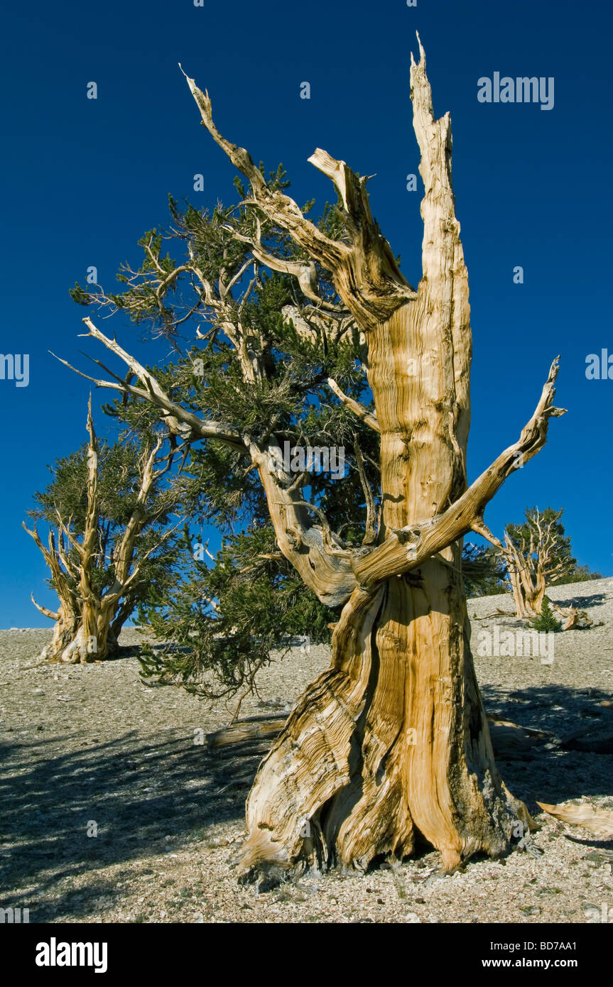 Bristlecone Pine (Pinus longaeva), les arbres les plus vieux du monde, le Patriarche Grove, Montagnes Blanches, en Californie Banque D'Images