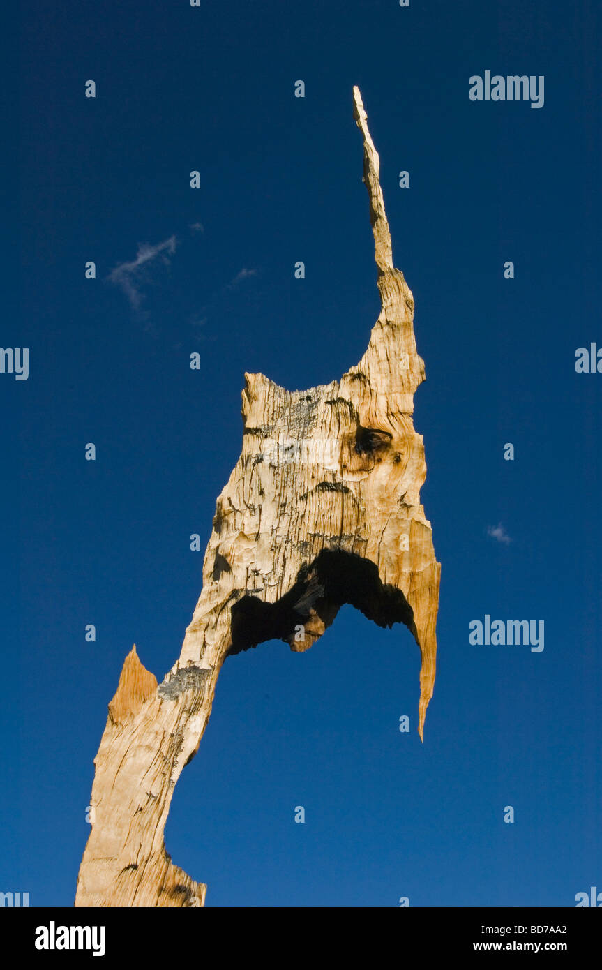 Bristlecone Pine (Pinus longaeva), les arbres les plus vieux du monde, le Patriarche Grove, Montagnes Blanches, en Californie : Détail de Weathered Wood Banque D'Images