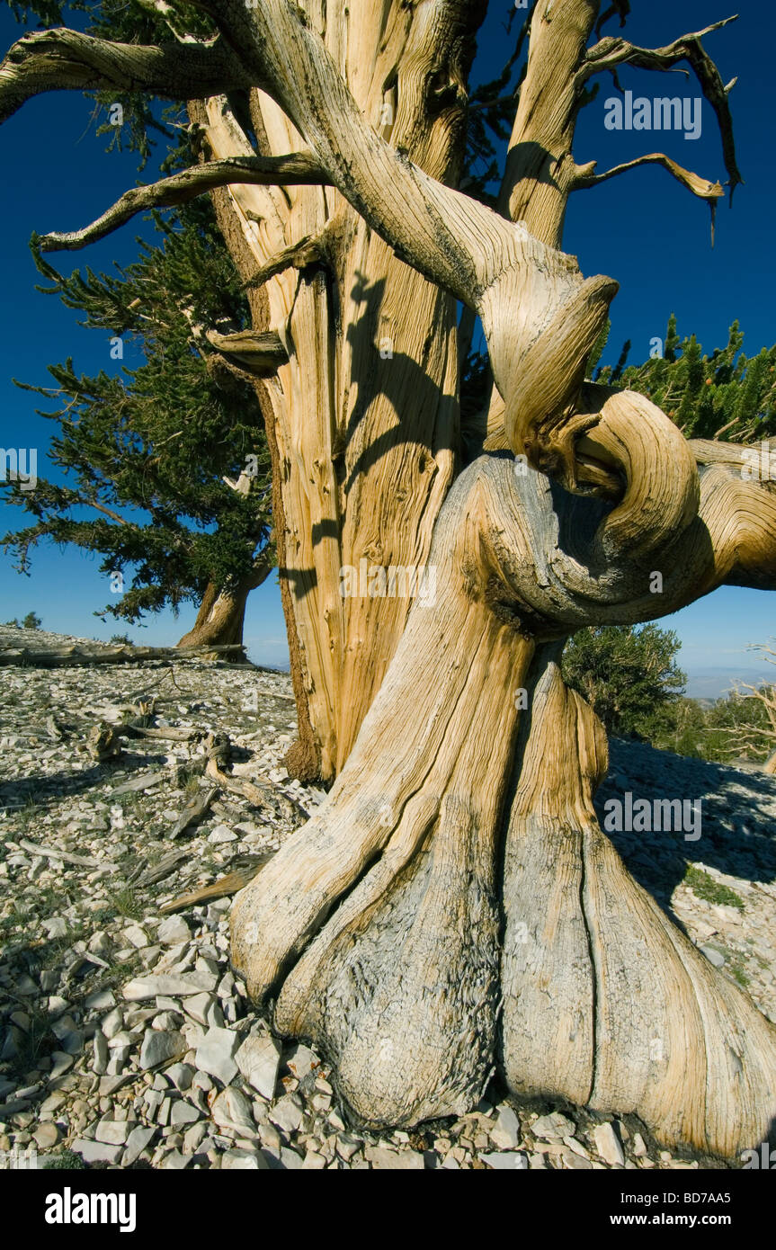 Bristlecone Pine (Pinus longaeva), les arbres les plus vieux du monde, le Patriarche Grove, Montagnes Blanches, en Californie Banque D'Images