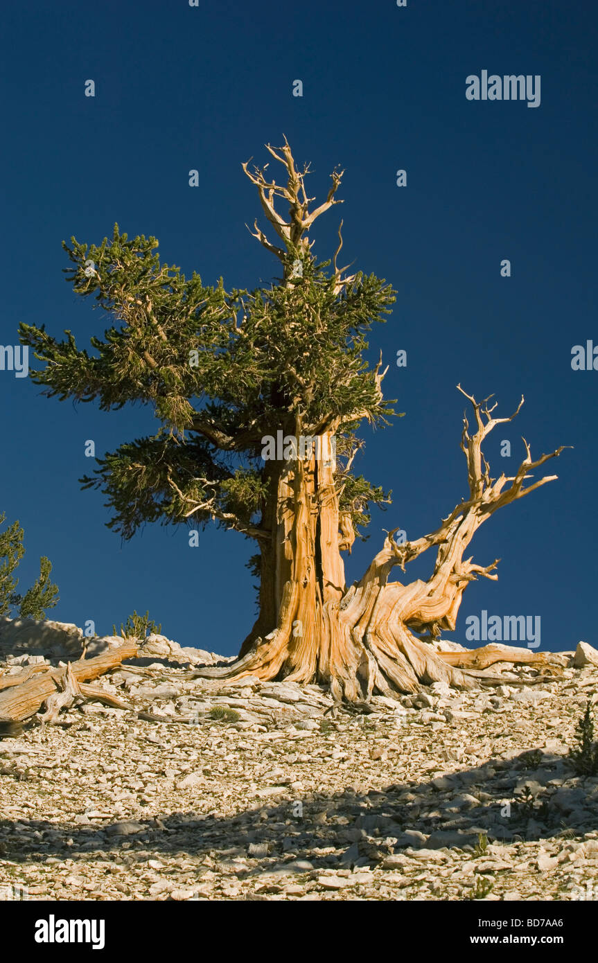 Bristlecone Pine (Pinus longaeva), les arbres les plus vieux du monde, le Patriarche Grove, Montagnes Blanches, en Californie Banque D'Images