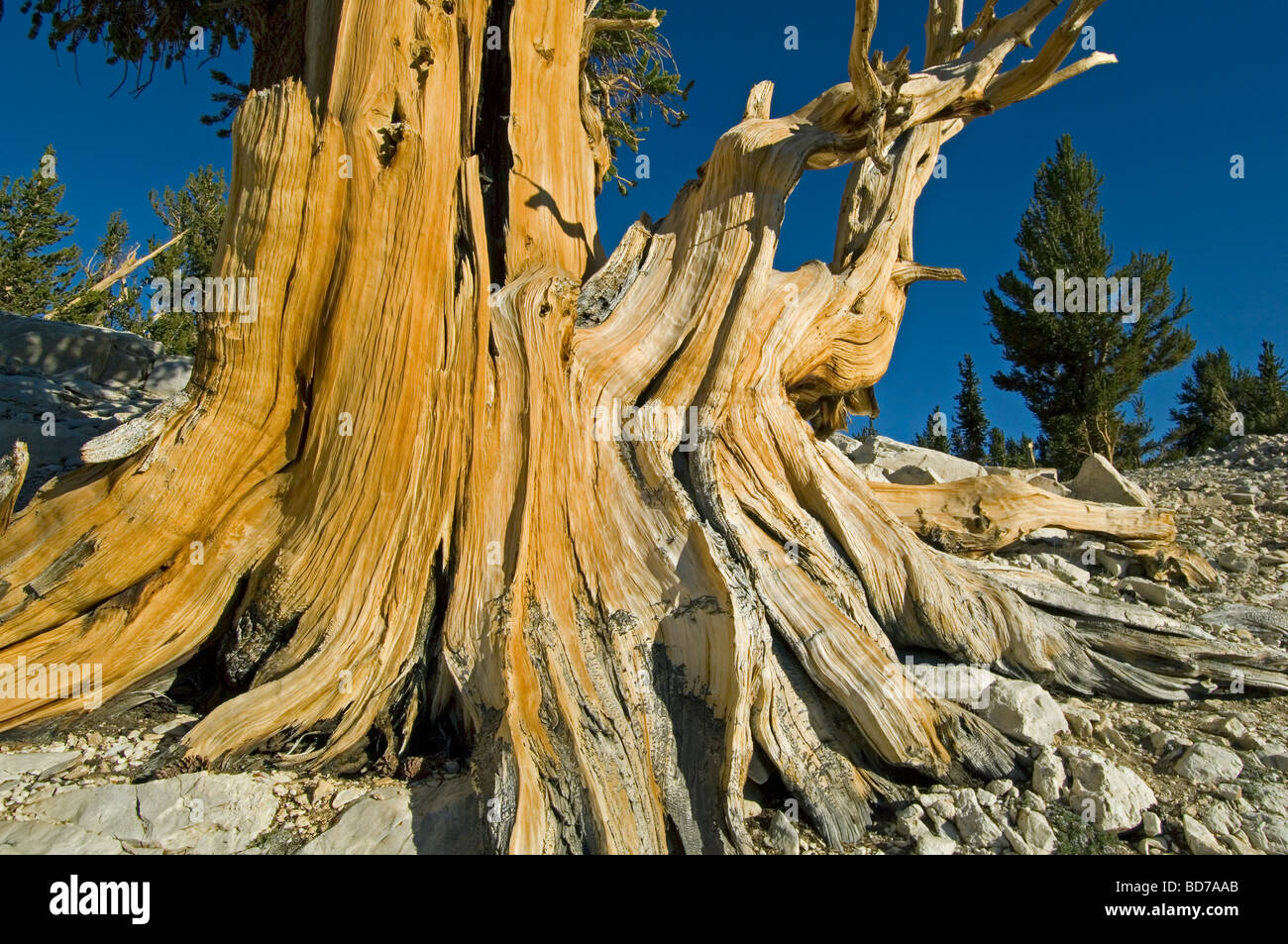 Bristlecone Pine (Pinus longaeva), les arbres les plus vieux du monde, le Patriarche Grove, Montagnes Blanches, en Californie Banque D'Images