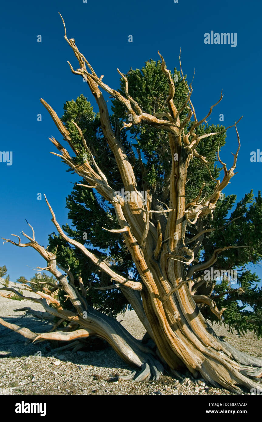 Bristlecone Pine (Pinus longaeva), les arbres les plus vieux du monde, le Patriarche Grove, Montagnes Blanches, en Californie Banque D'Images