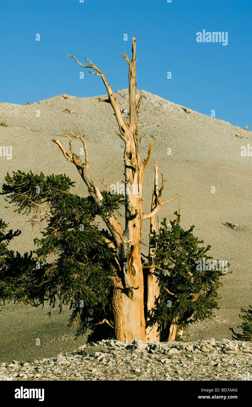 Bristlecone Pine (Pinus longaeva), les arbres les plus vieux du monde, le Patriarche Grove, Montagnes Blanches, en Californie Banque D'Images