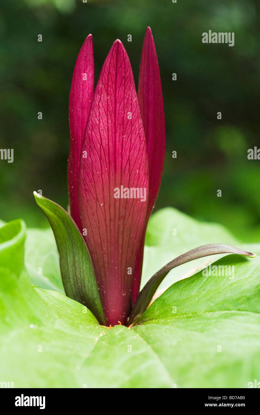 Fleur de trille (Trillium kurabayashii) de l'Oregon, USA Banque D'Images