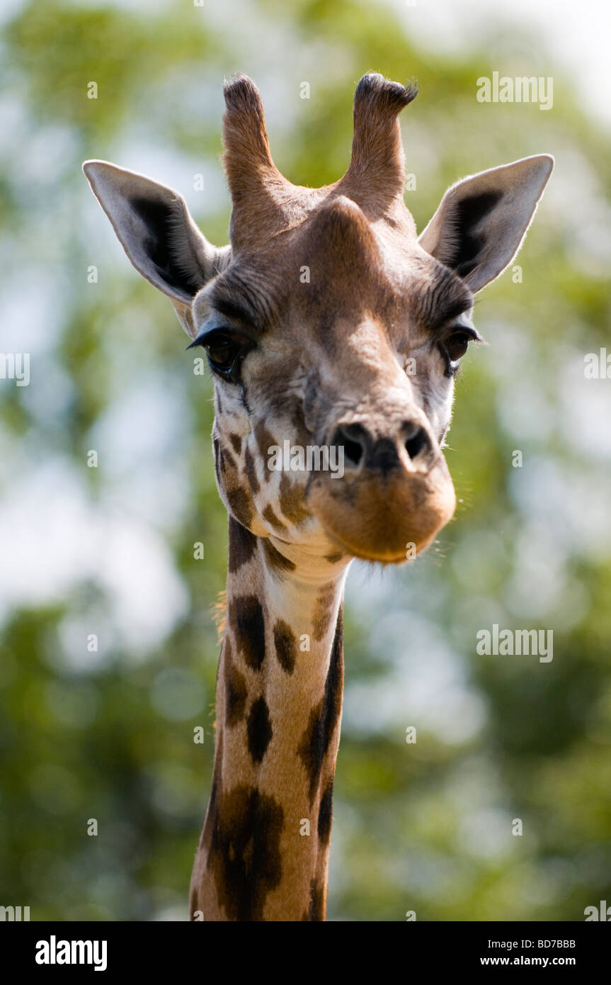 Portrait de femme Girafe (Giraffa camelopardalis) Banque D'Images