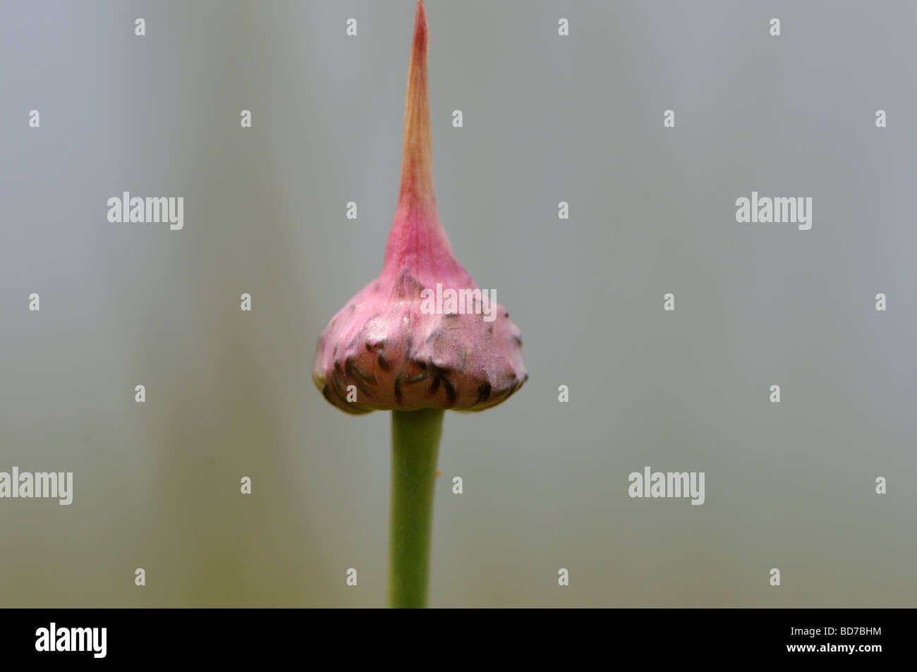 Spathe oignon sauvage (Allium vineale var compactum) Banque D'Images