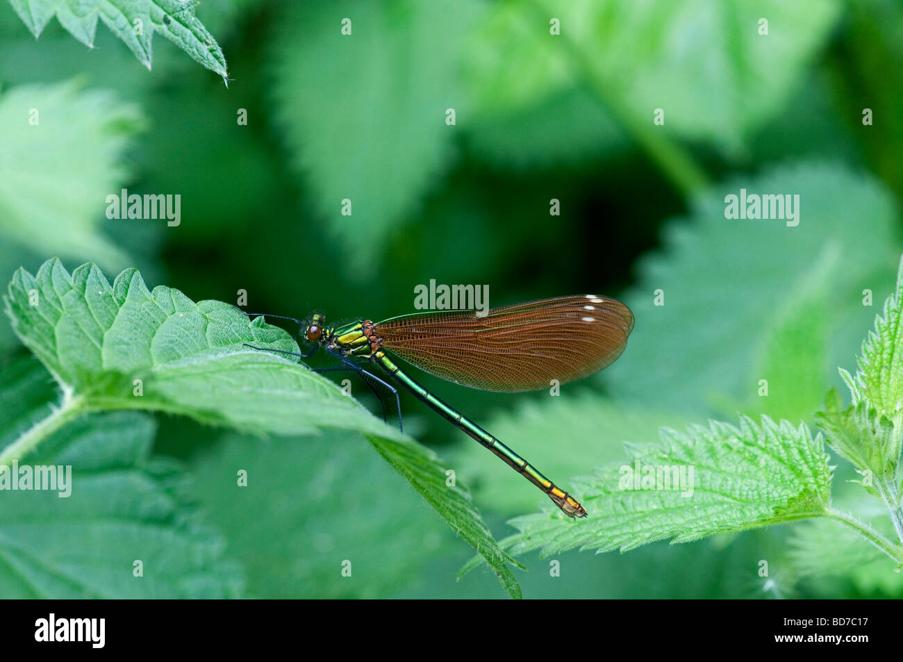 Baguées Agrion Libellule : Calopteryx virgo. Des femmes. Banque D'Images