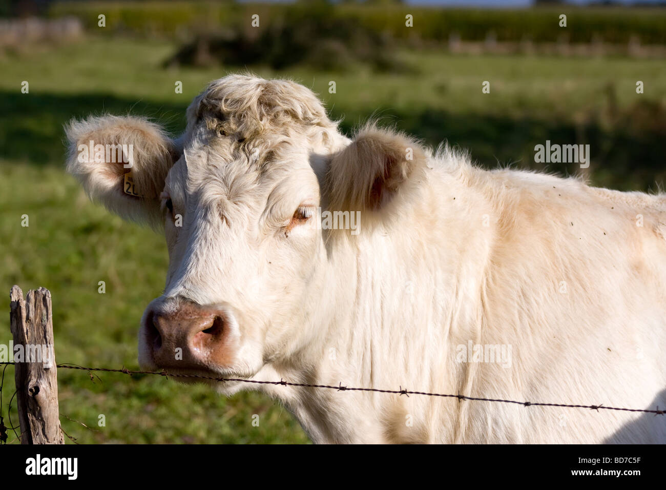 Portrait d'une vache derrière une clôture, Bourgogne France Banque D'Images