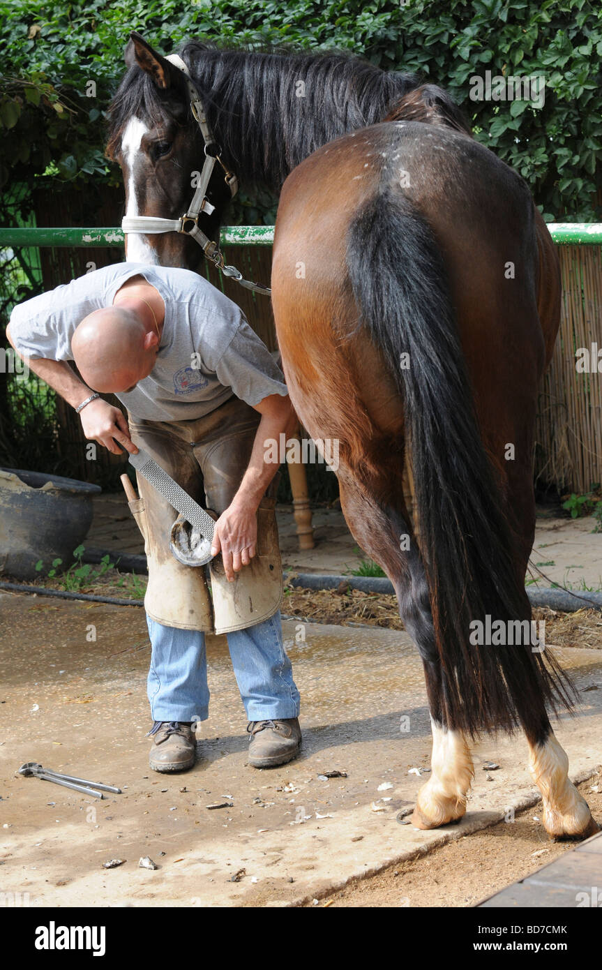 Maréchal-ferrant la préparation d'un sabot cheval nouvelle chaussure pour  le remplissage et le nettoyage du sabot Photo Stock - Alamy