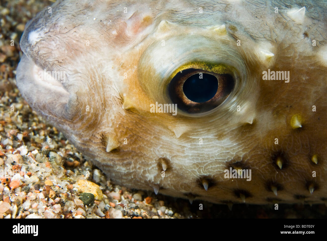 Burrfish jaune repéré (Cyclichthys spilostylus) Banque D'Images