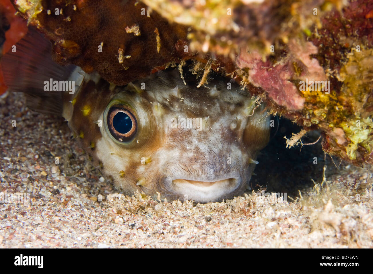 Burrfish jaune repéré (Cyclichthys spilostylus) cachant sous la roche et regarder les plongeurs Banque D'Images