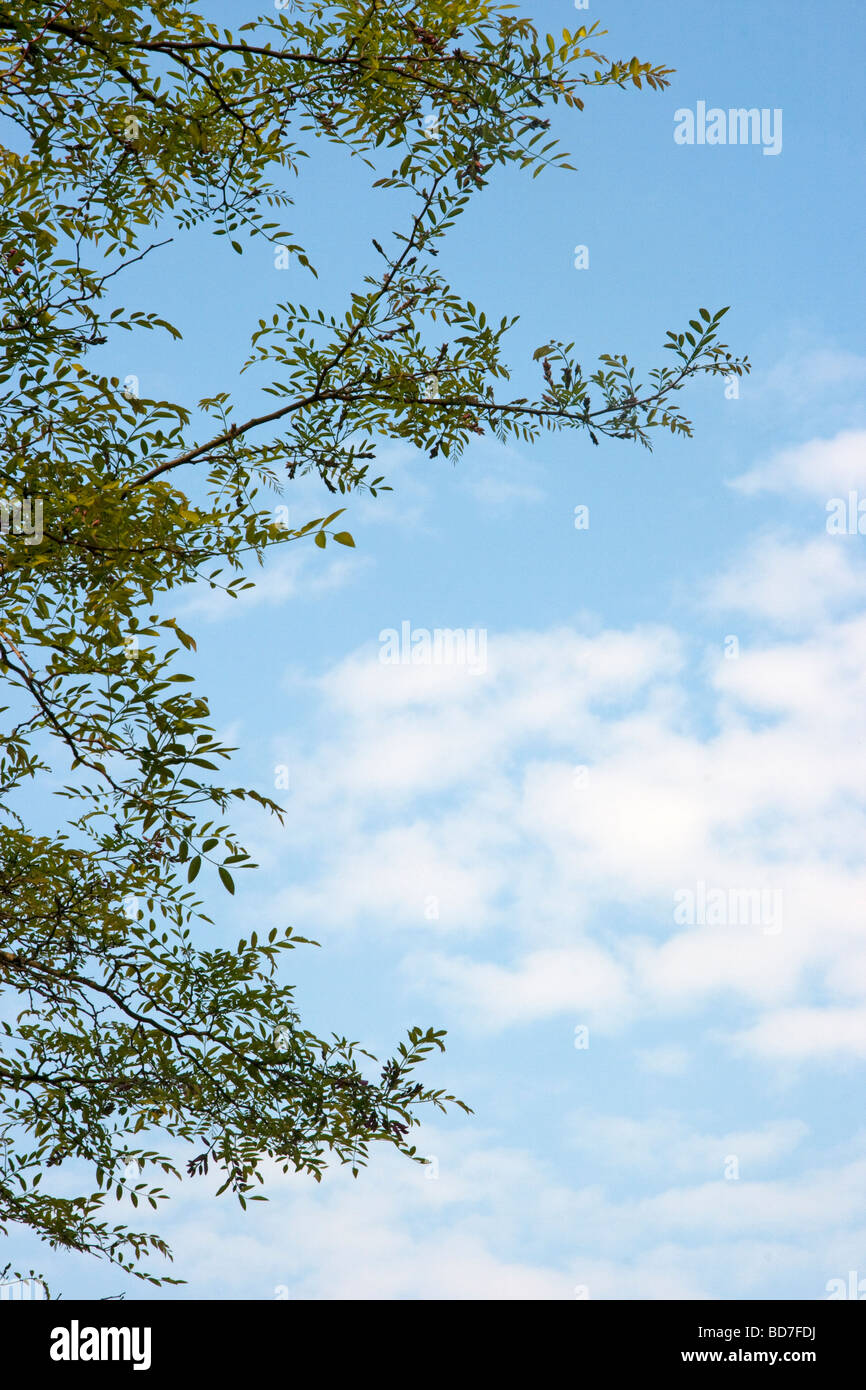 Ressort neuf feuilles de faux acacia Robinia contre un ciel bleu et nuages Banque D'Images