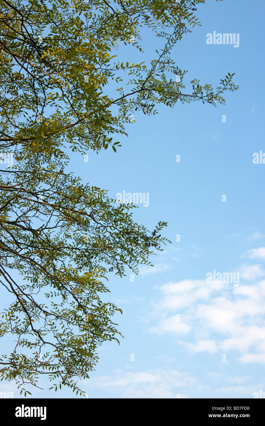 Ressort neuf feuilles de faux acacia Robinia contre un ciel bleu et nuages Banque D'Images