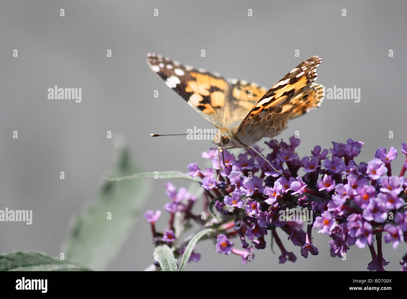 La belle dame papillon sur Buddleia plante Banque D'Images