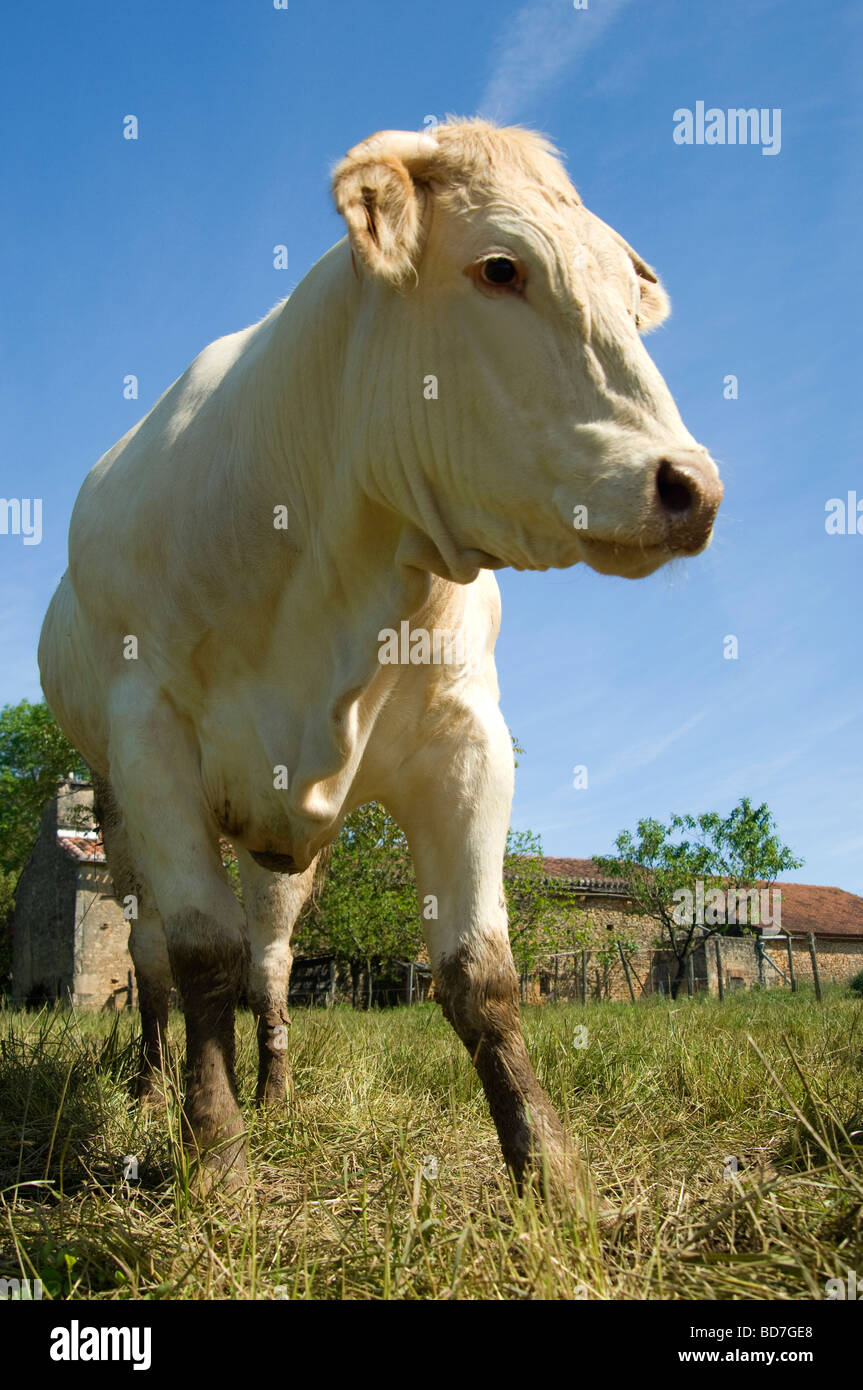 La vache au pâturage Banque D'Images