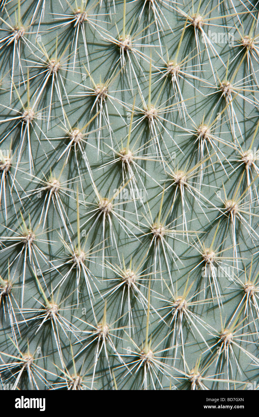 Cactus figuier de Barbarie (Opuntia echios var.barringtonensis) jeune plant pad close-up de la Baie de Barrington Santa Fe Galapagos Island Banque D'Images