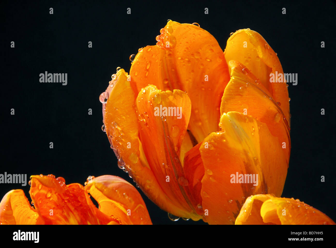Tulpe 32 Banque D'Images