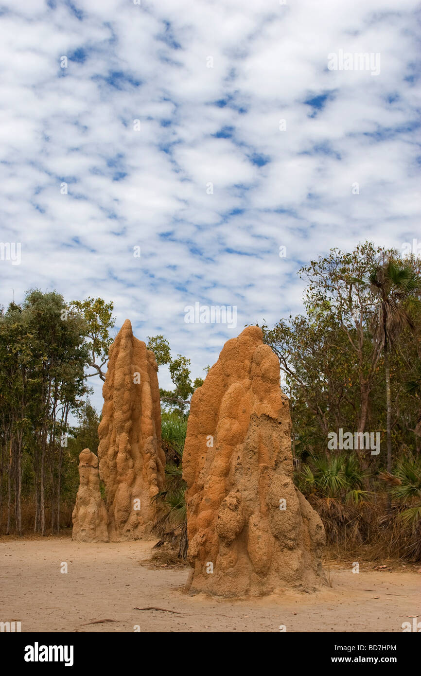 Stand des monticules, termitières géantes dans le parc national de Litchfield en Australie dans le Territoire du Nord près de Darwin Banque D'Images