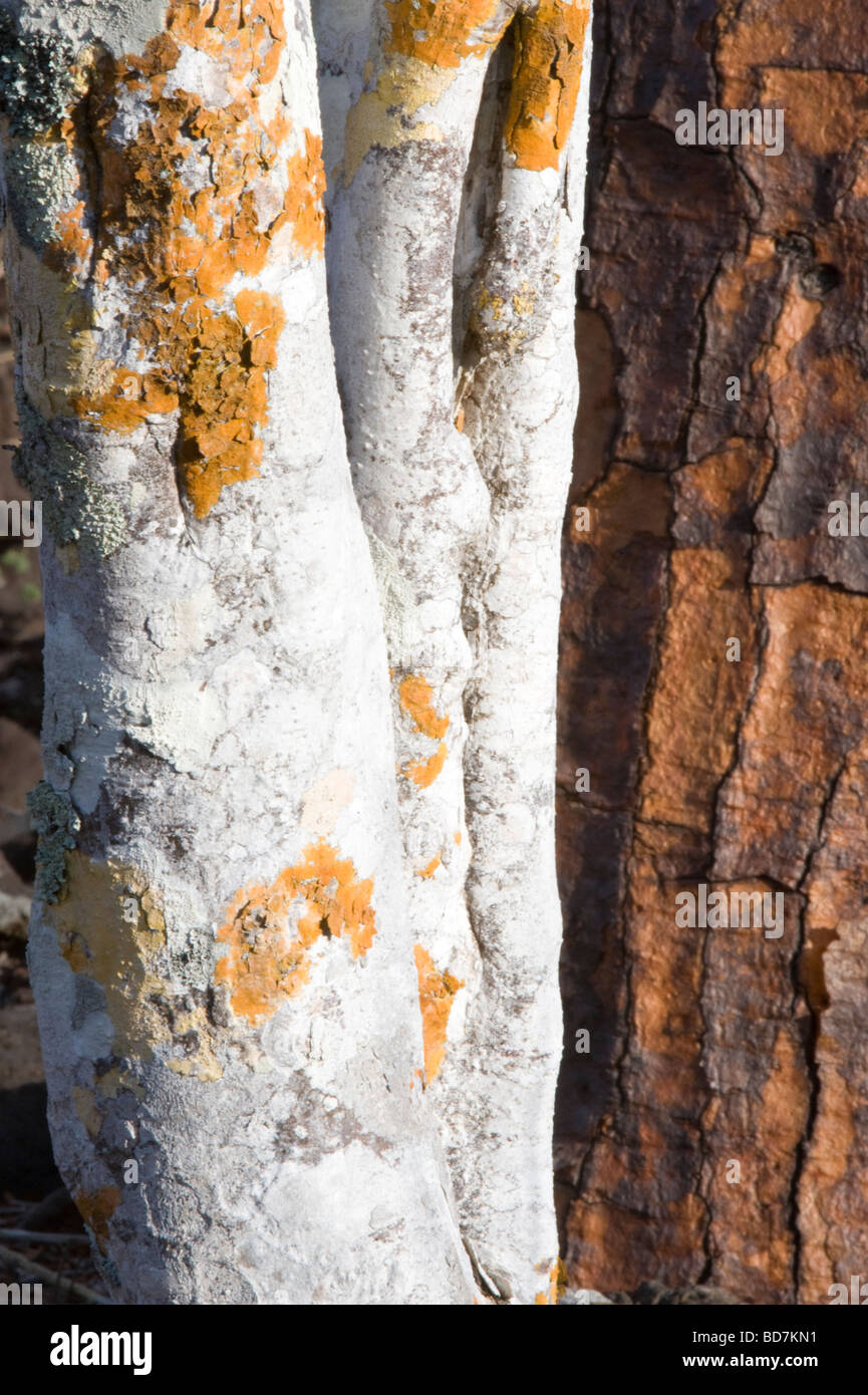 Palo Santo (Bursera graveolens) et Giant le figuier de Barbarie (Opuntia echios var.barringtonensis) l'écorce des arbres Galapagos Île Santa Fe Banque D'Images