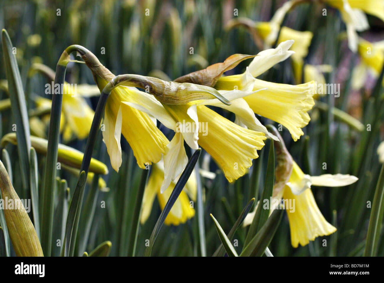 Narcissus pseudonarcissus Banque D'Images