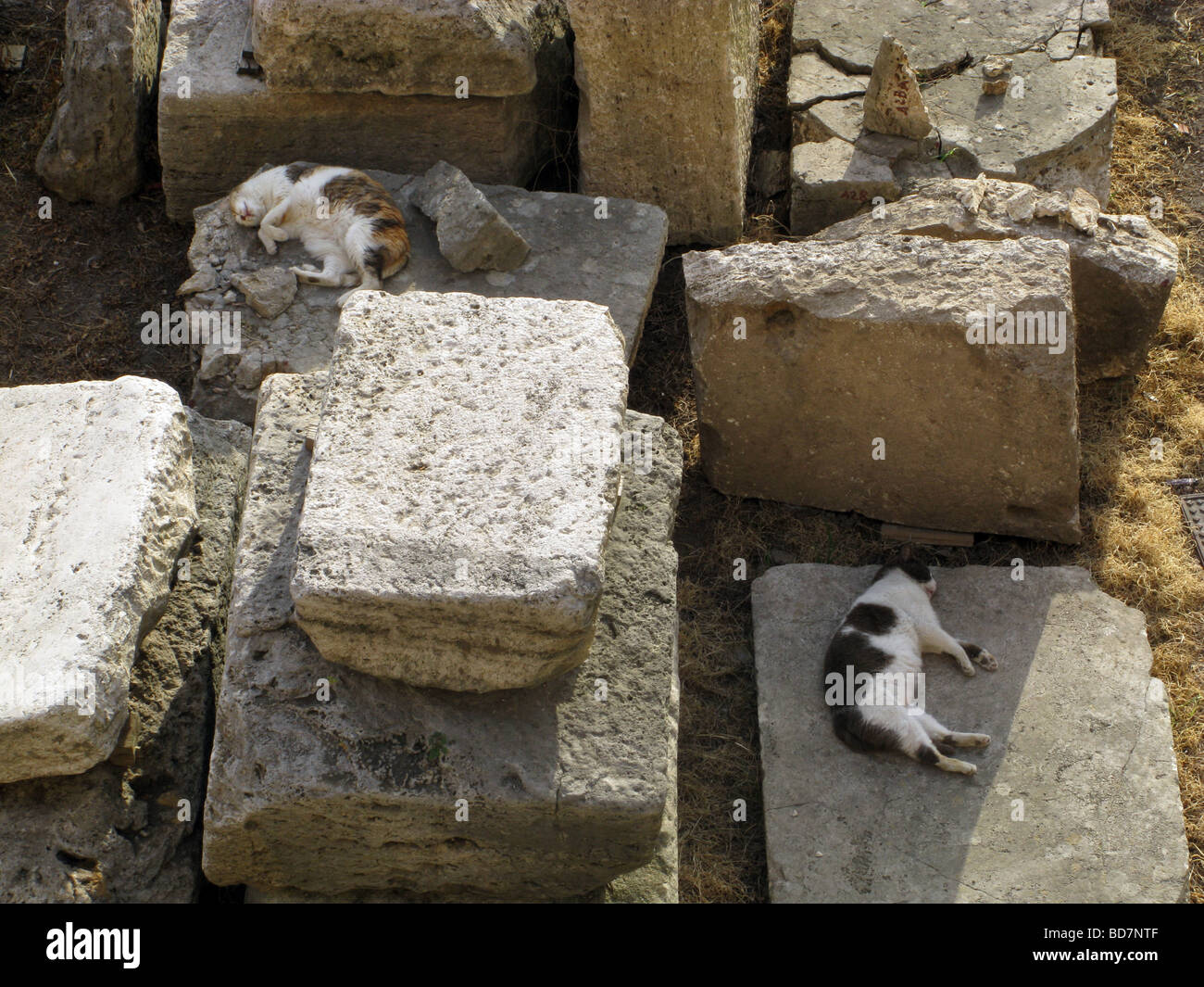 Couchage chats en ruines au largo argentine cat sanctuary à rome Banque D'Images