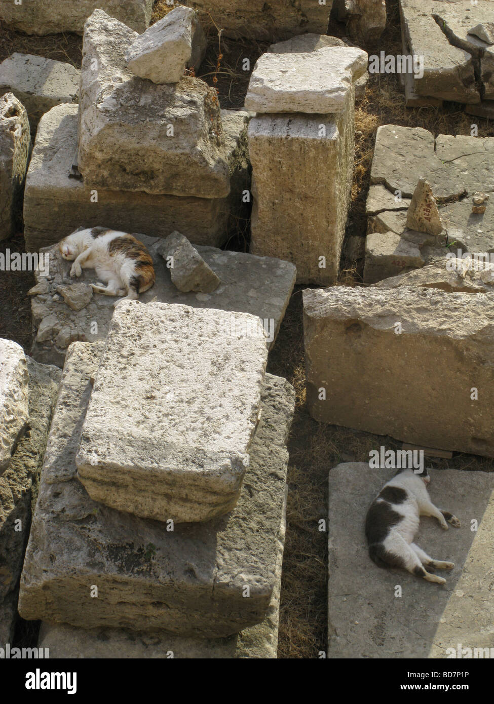 Couchage chats en ruines au largo argentine cat sanctuary à rome Banque D'Images