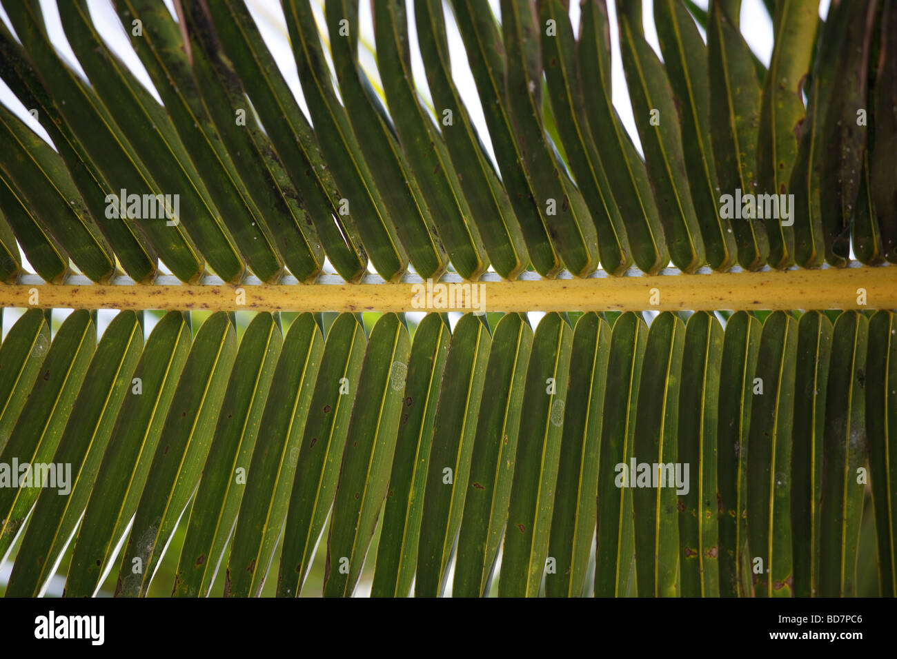 feuille de palmier arbre Banque D'Images