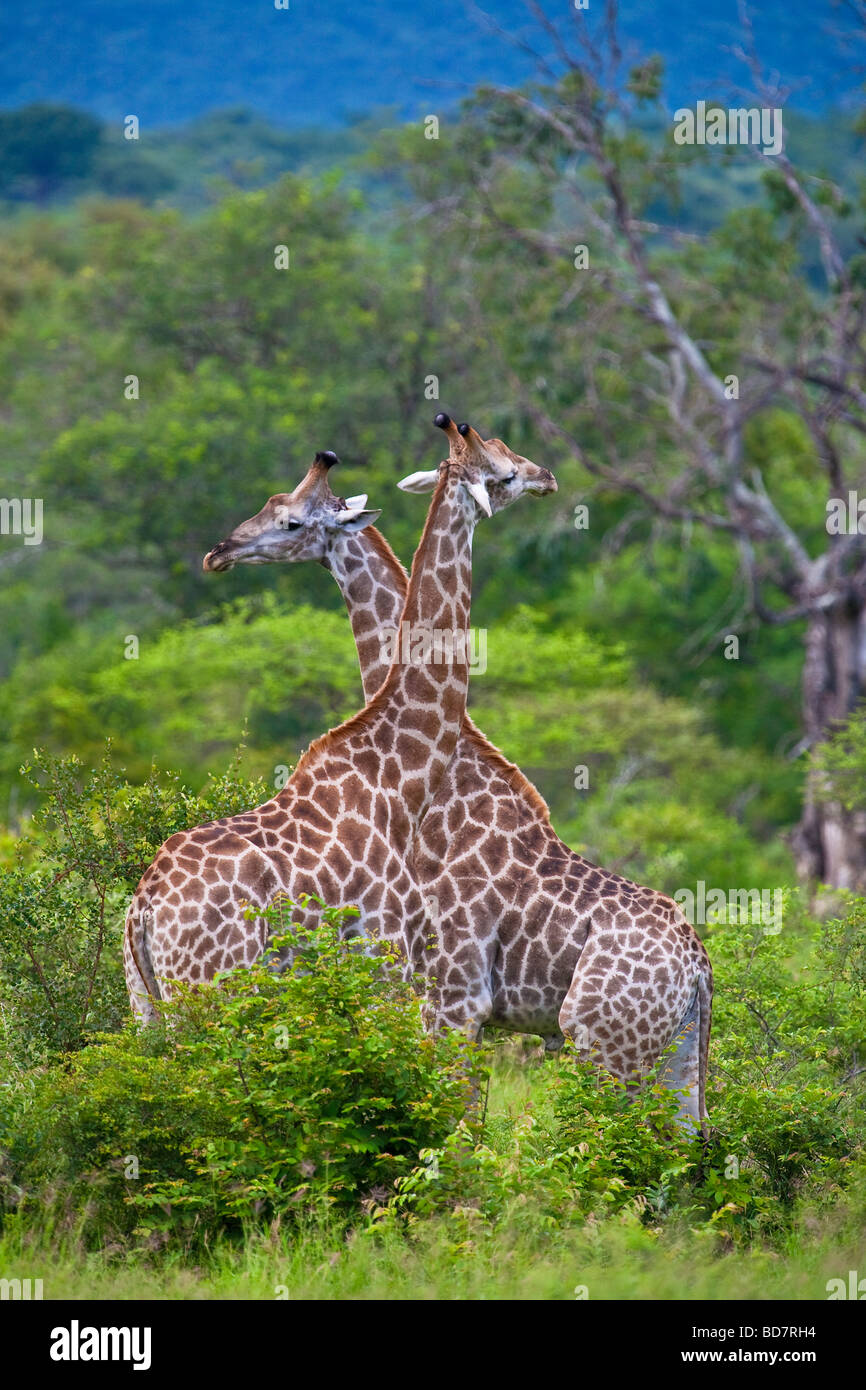 Les Girafes Giraffa Camelopardis NP Kruger Afrique du Sud Banque D'Images