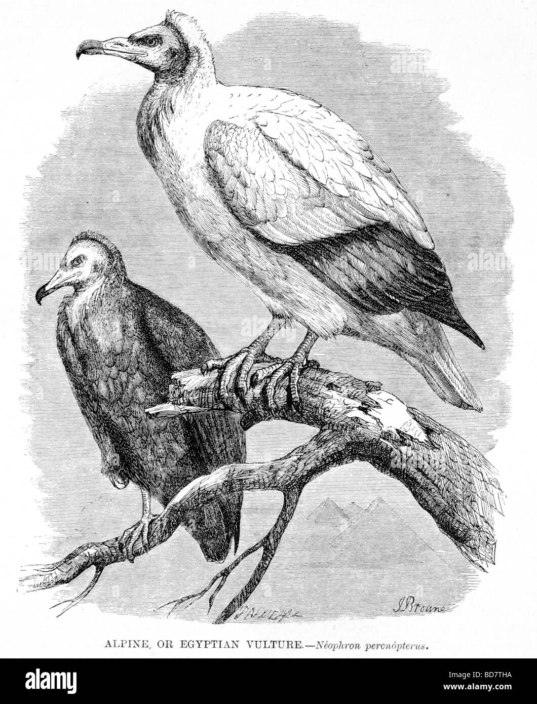 Alpine ou percnoptère Neophron percnopterus Banque D'Images