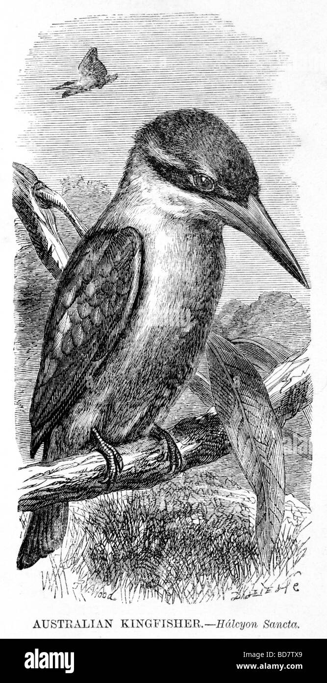 Australian kingfisher halcyon sancta Banque D'Images