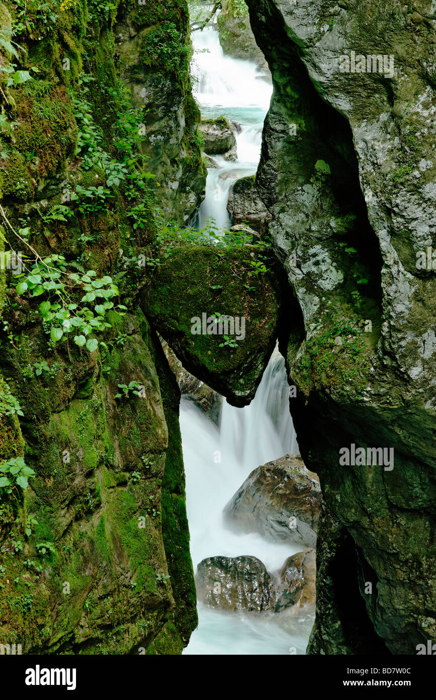 La tête de sanglier (Medvedova Glava) dans la gorge, Zadlascica Tolmin Gorges, Primorska, la Slovénie. Banque D'Images