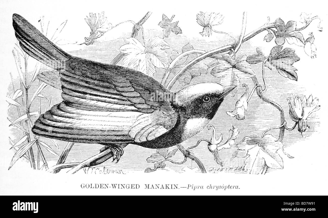 Manakin à ailes dorées pipra chrysoptera oiseaux tropicaux Banque D'Images