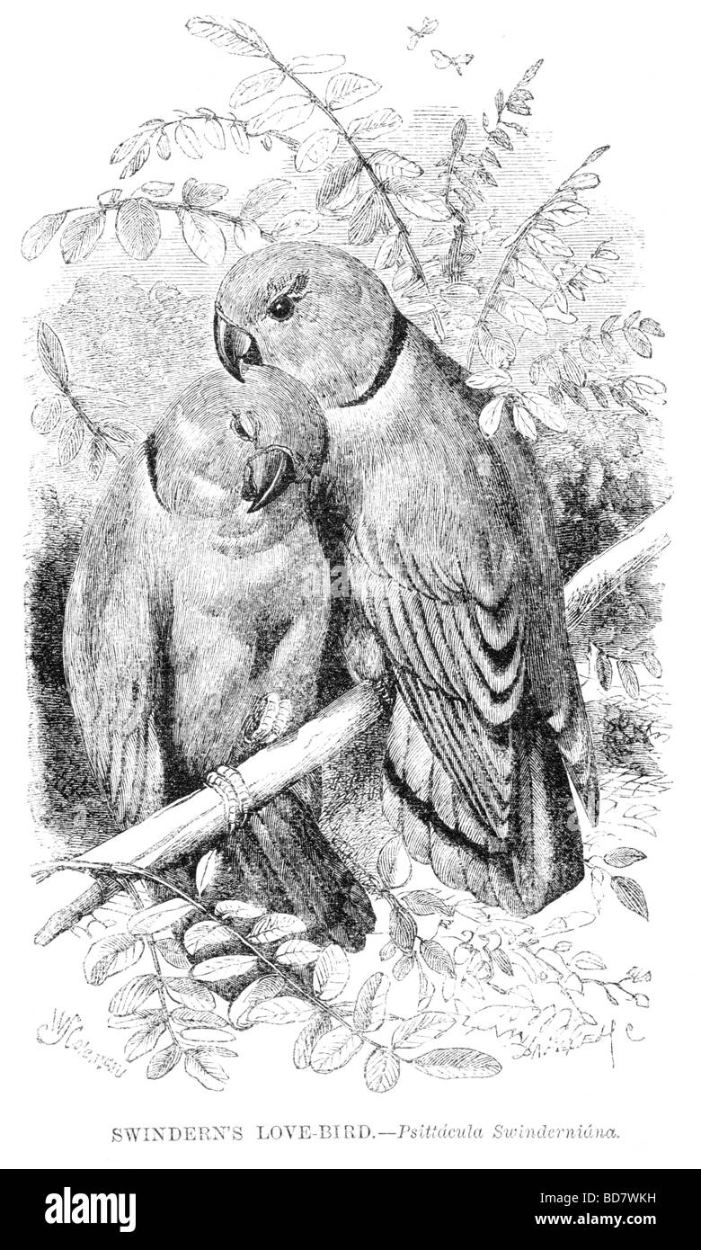 Swinderns swinderniana psittacula oiseaux d'amour Banque D'Images
